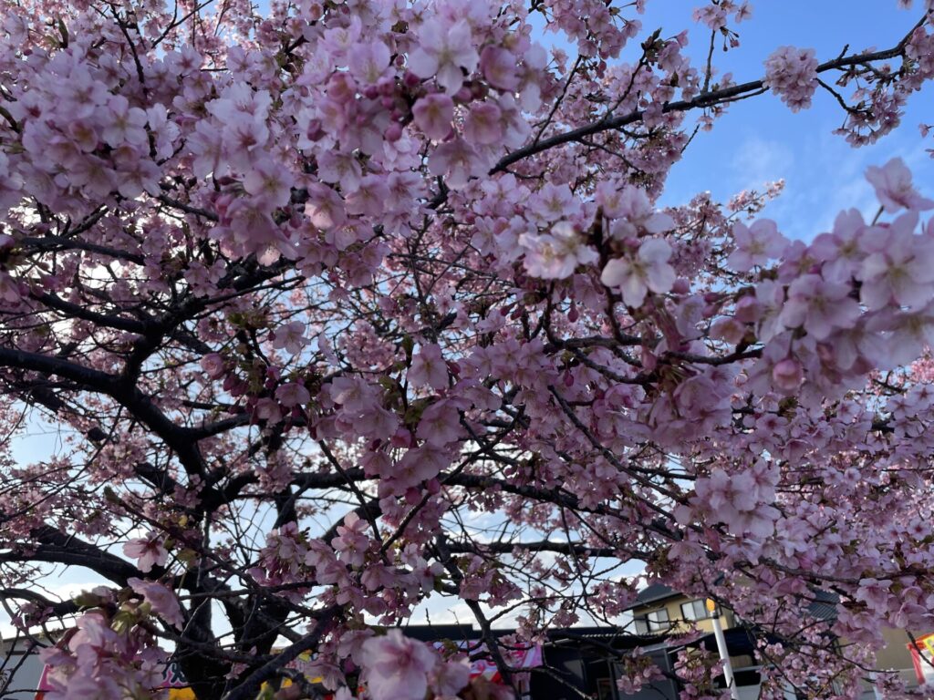 東かがわ市湊川河津桜のアップ