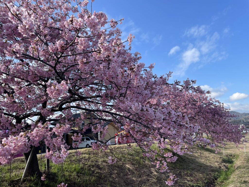 東かがわ市湊川河津桜の写真