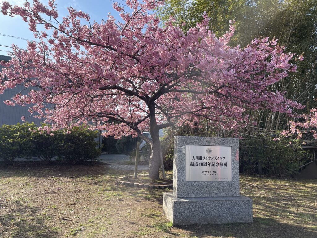 東かがわ市湊川河津桜の写真