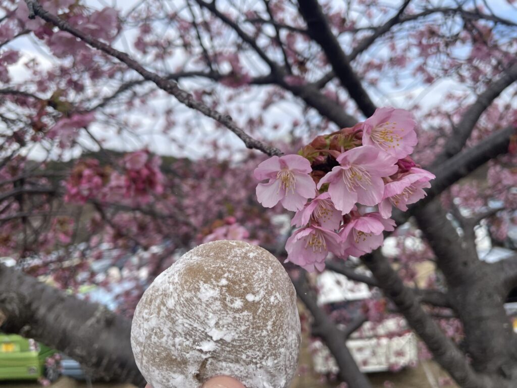 河津桜と白下等餅の写真