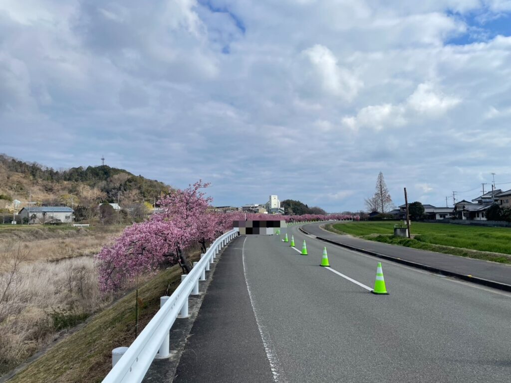 東かがわ市湊川河津桜並木