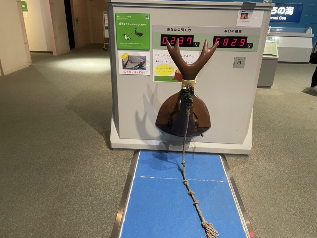 あすたむらんど徳島カブトムシと力比べ